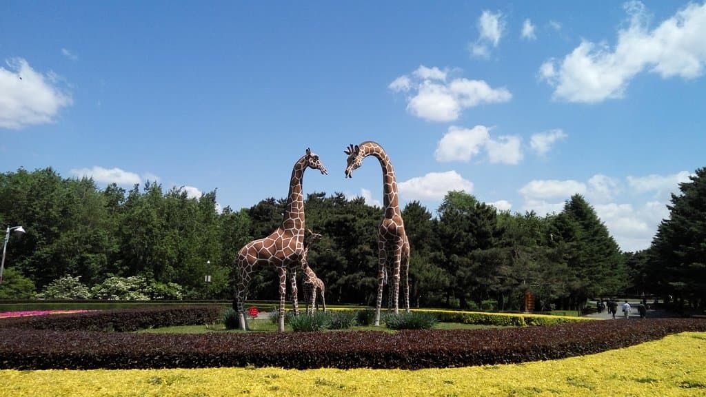 girafes