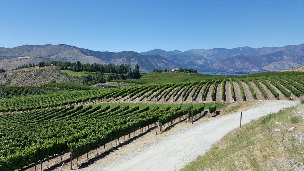vineyard 
