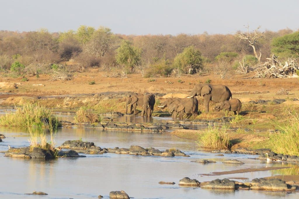 View of a family of eles playing in the Letaba river about 100m from our sundowner spot