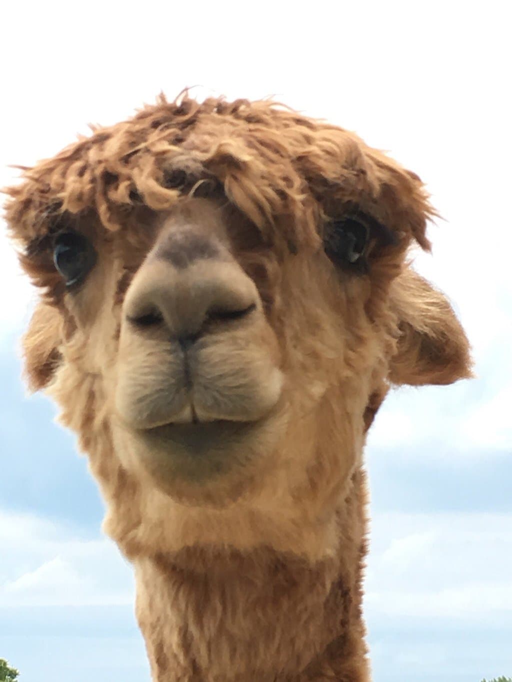 Eastland Alpacas