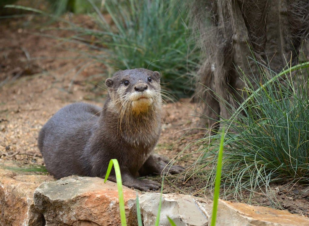 Loutre d'Asie