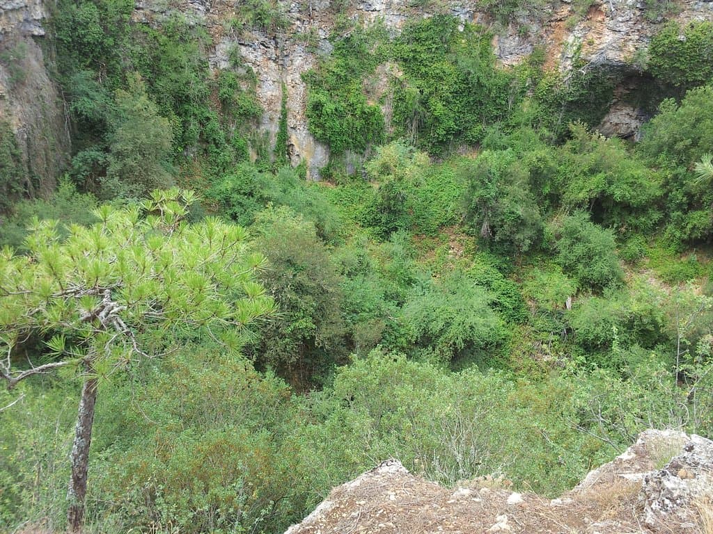 Torcas