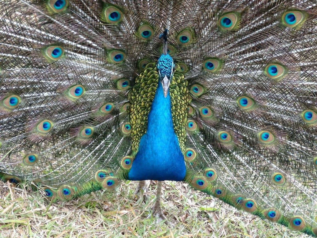 Tsimbazaza Zoo Antananarivo