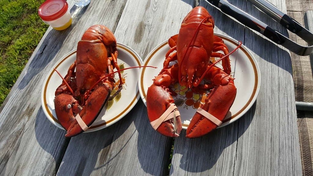Wonderful lobsters from Rose Eden Lobster