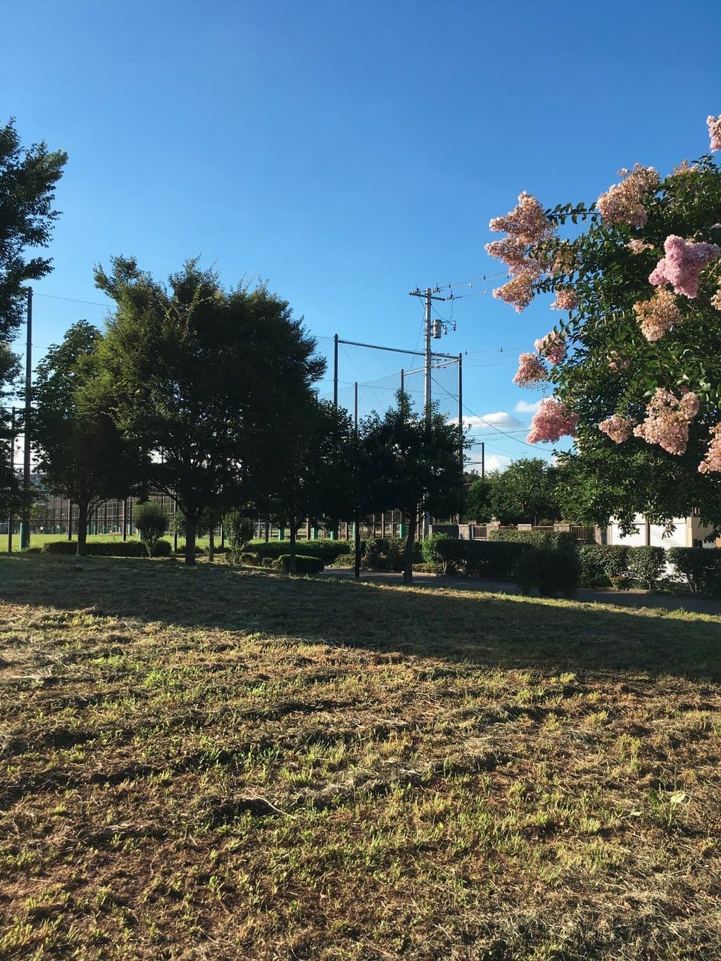 芝生の広場