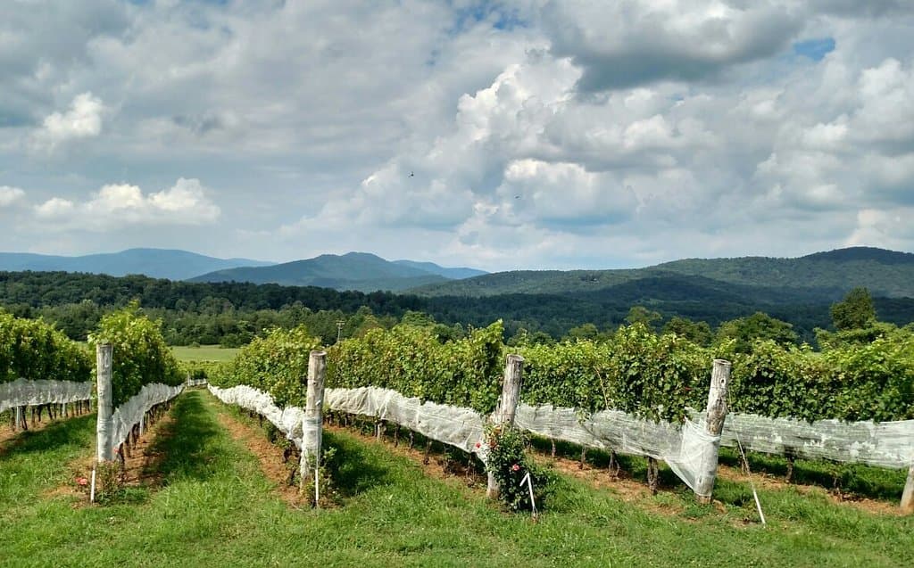 Stinson Vineyards