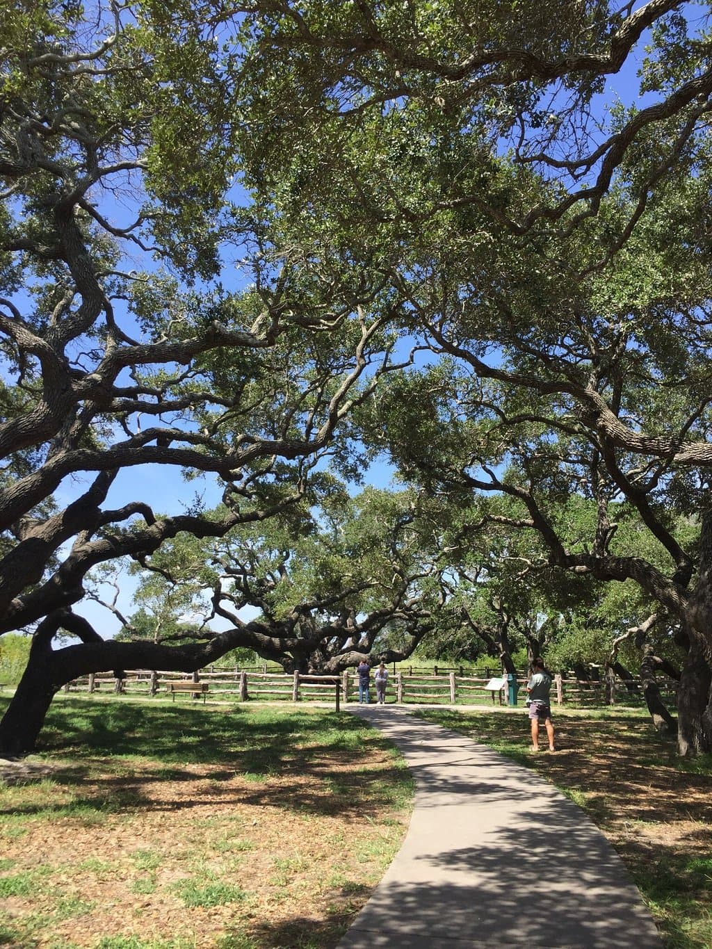 Goose Island State Park Big Tree