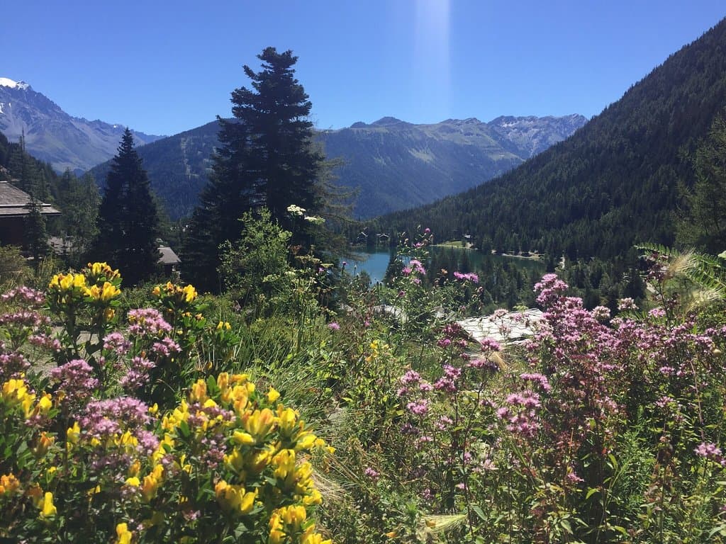 Jardin Botanique Alpin Flore-Alpe Champex Switzerland