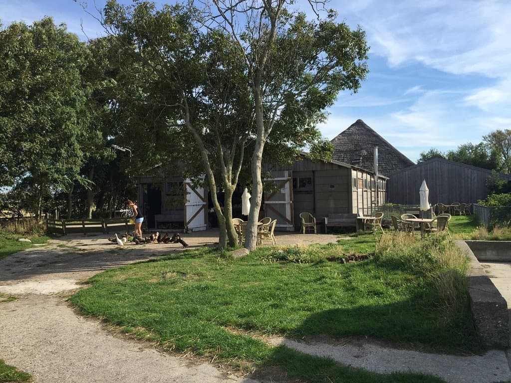Texel Sheep Farm