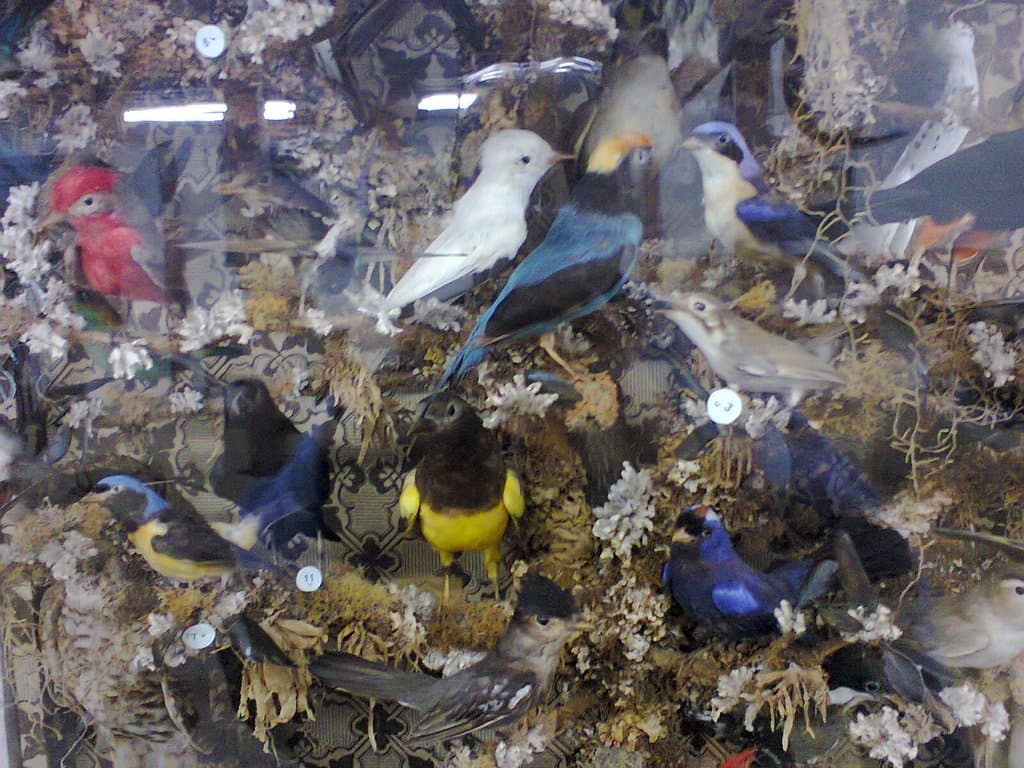 Museu Carlos Ritter - Pássaros