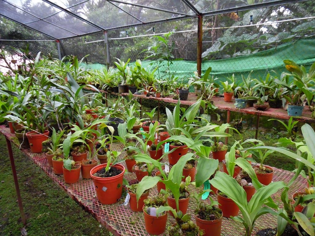 Nursery
