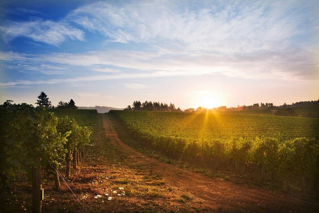Beaux Frères Vineyard