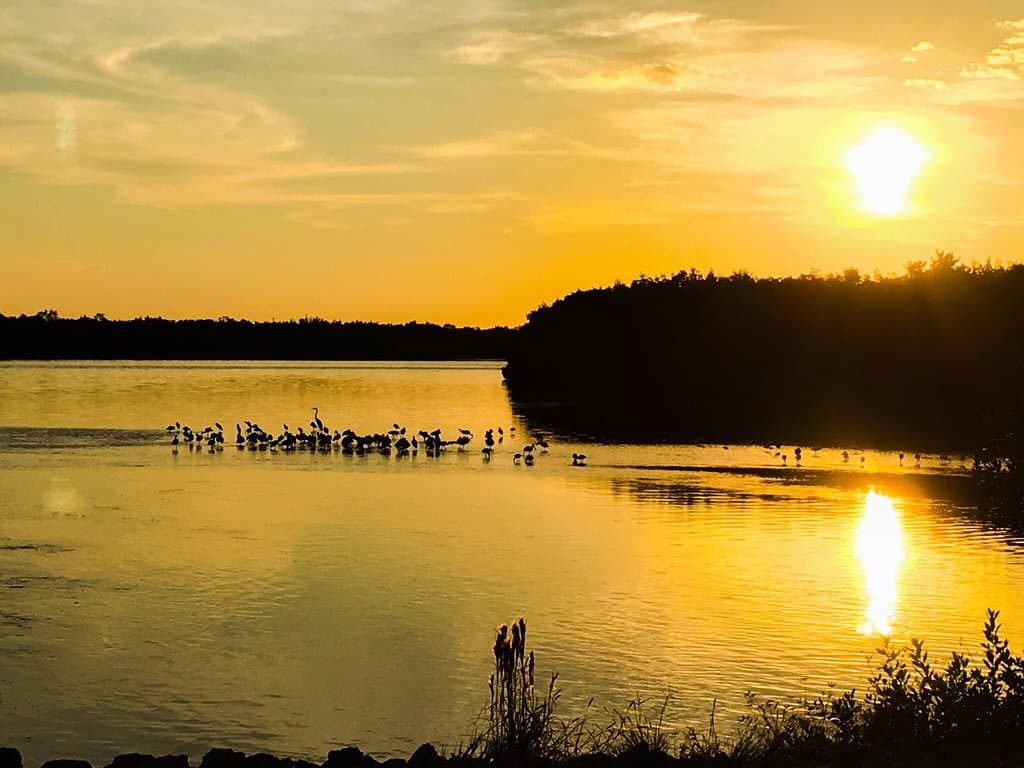J.N. Ding Darling National Wildlife Refuge