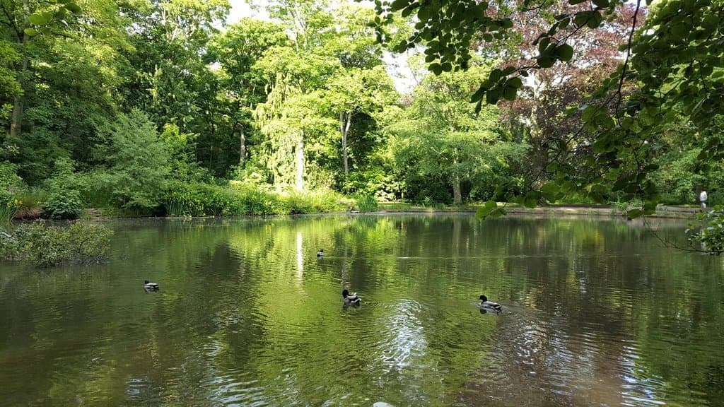 Apley Woods