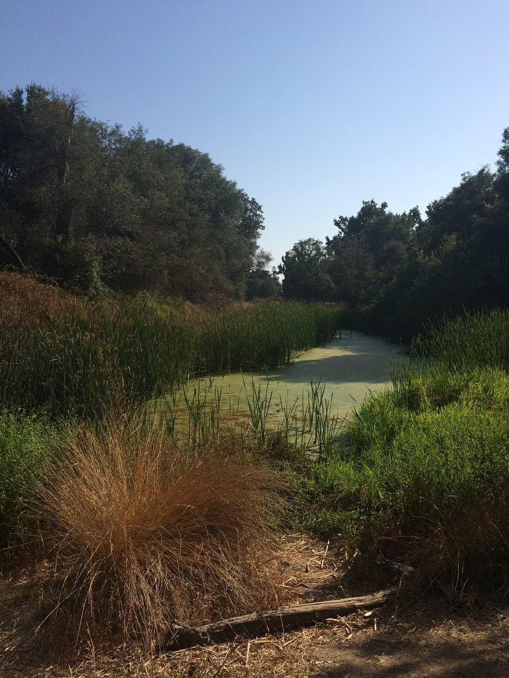 The pond.