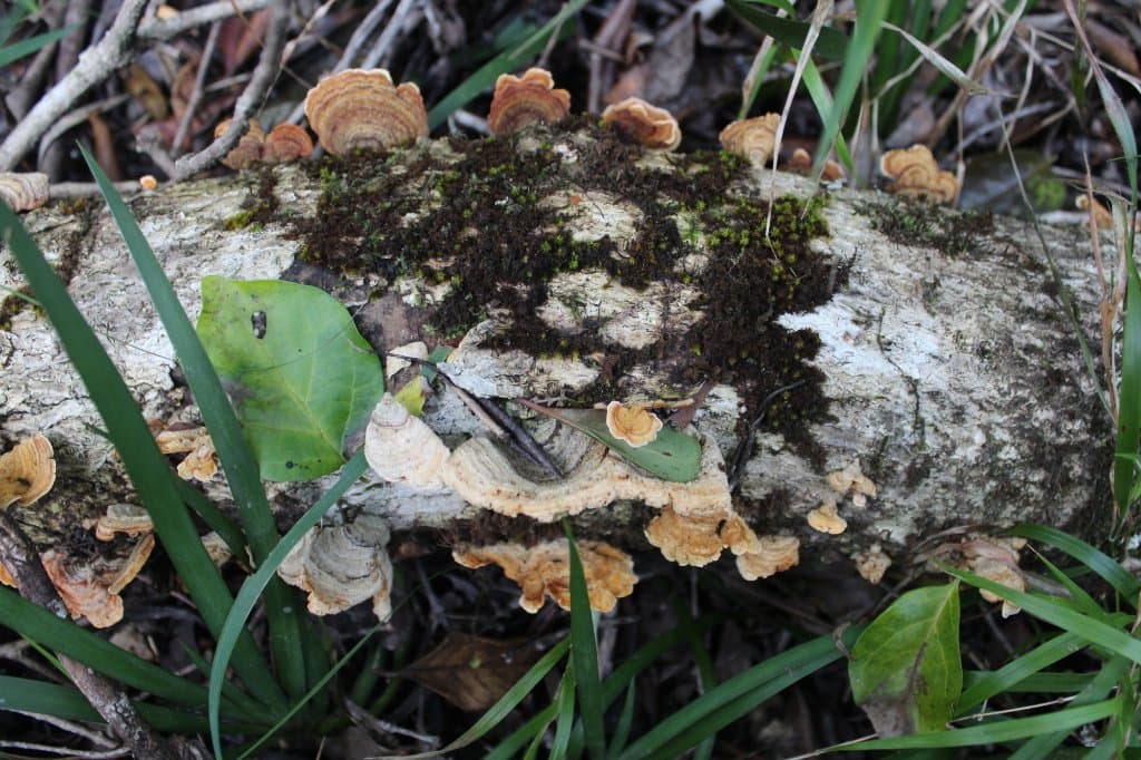 Harkerville Forest