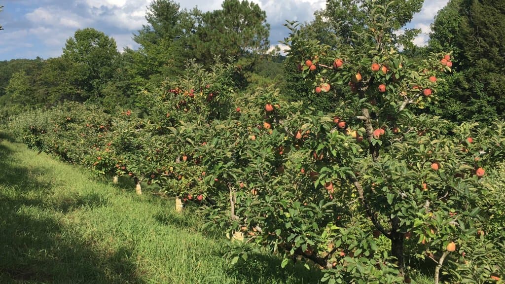 Red Apple Barn