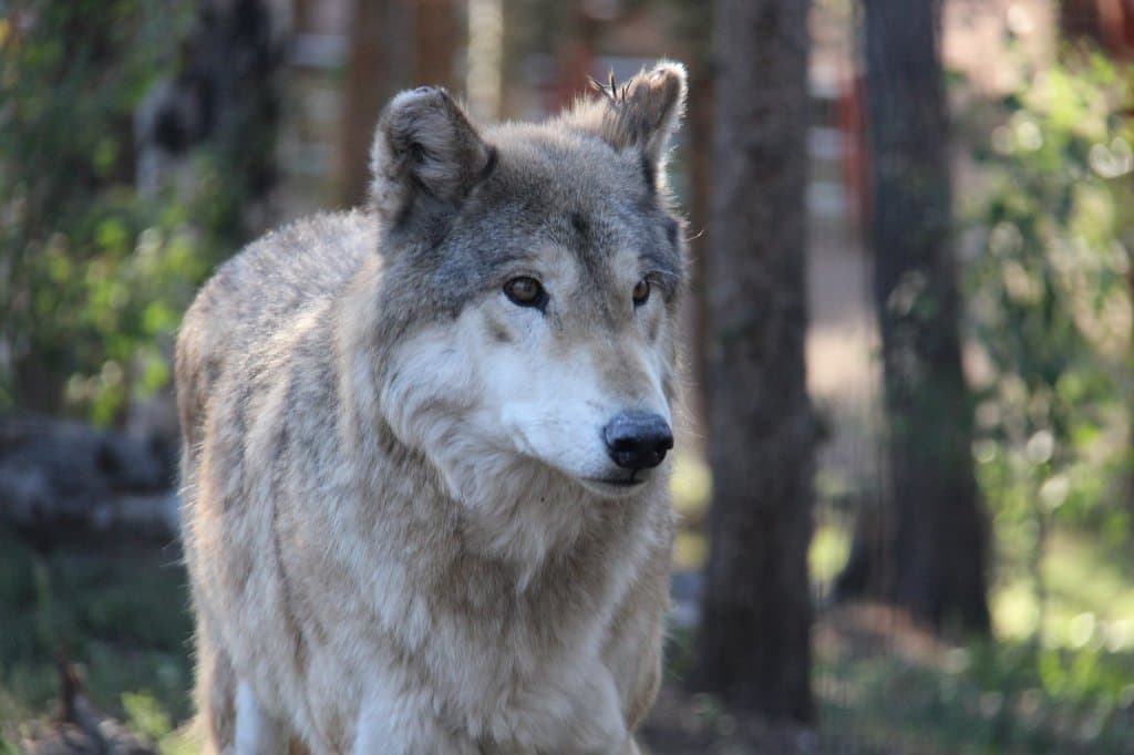 Through the wires photo