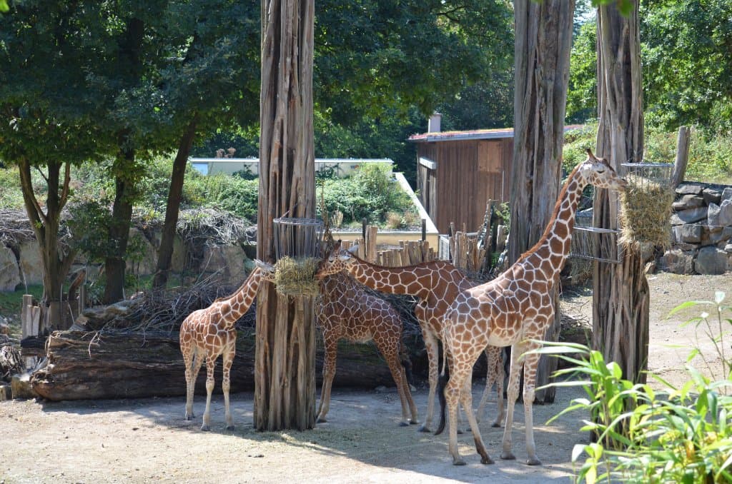 Zoo d'Osnabrück