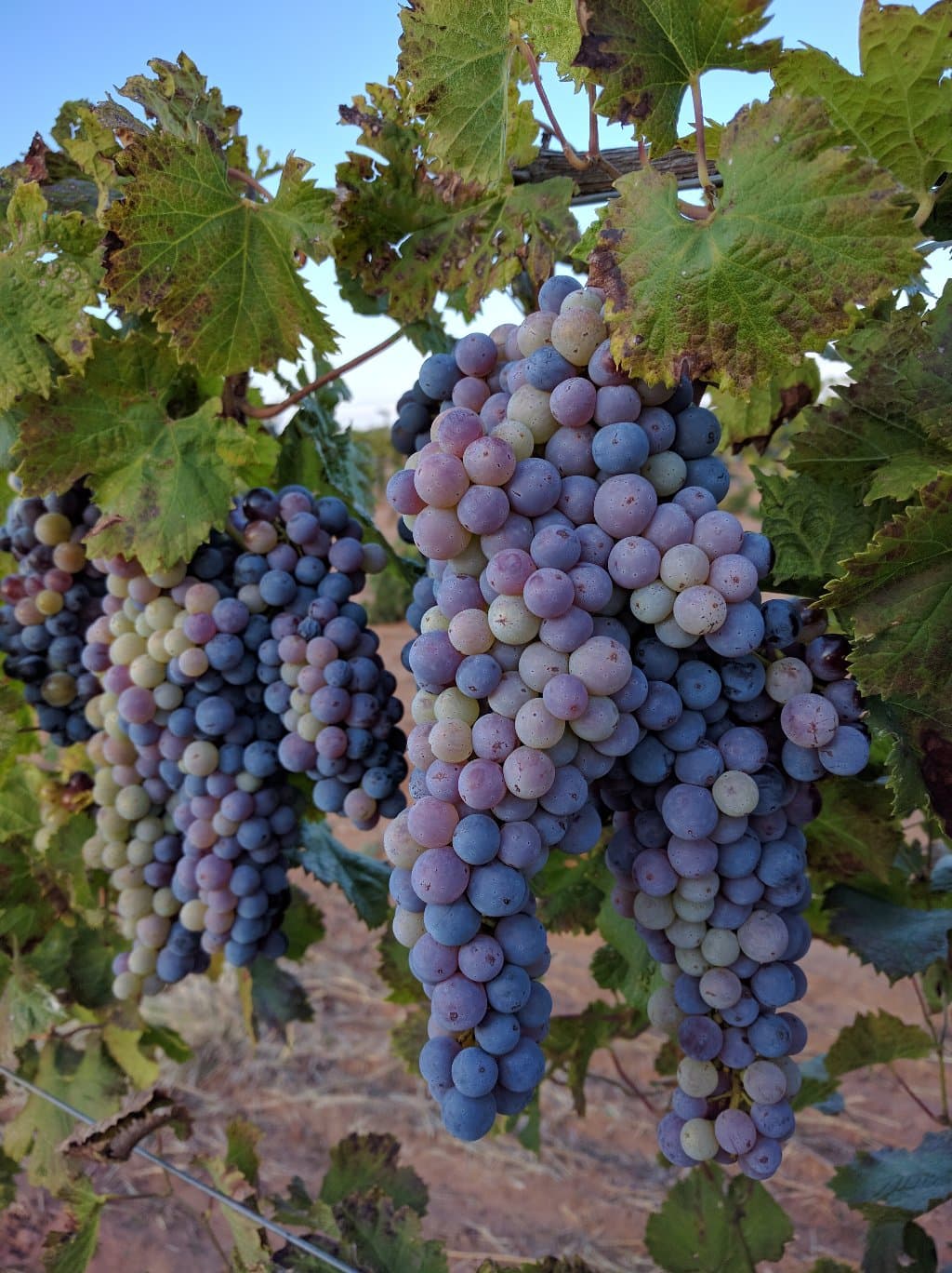 Estate Grown Grapes