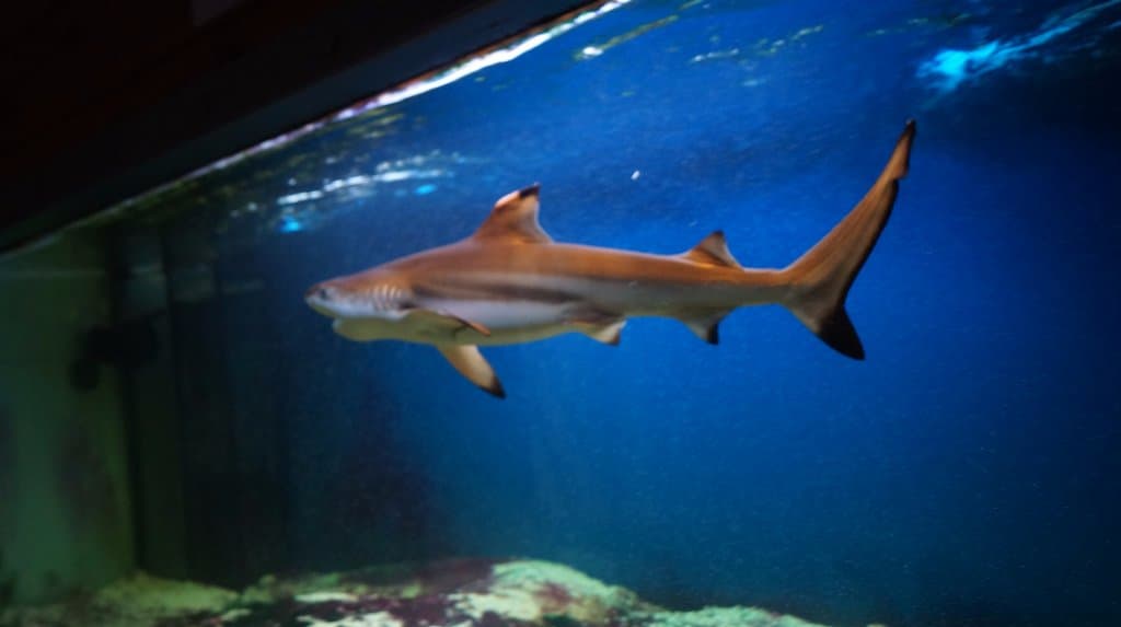 Rekinek pływający w kółeczko