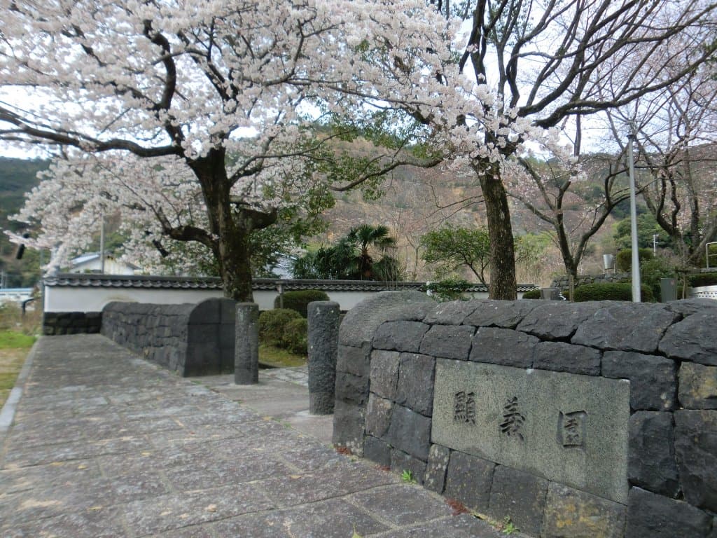 園内お桜