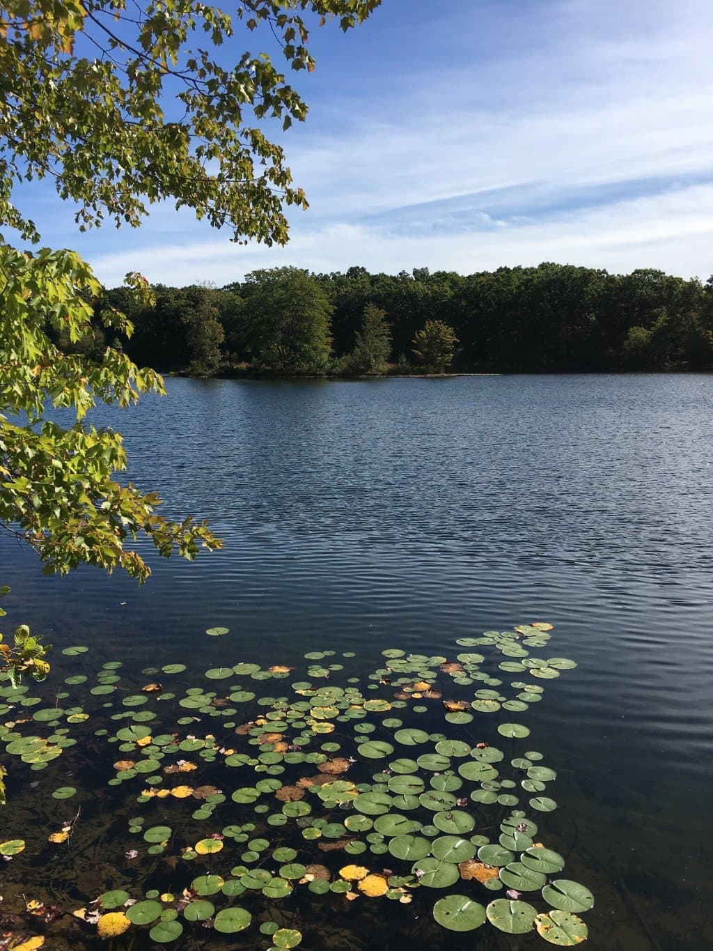 Nice relaxing view. Excellent for walking.