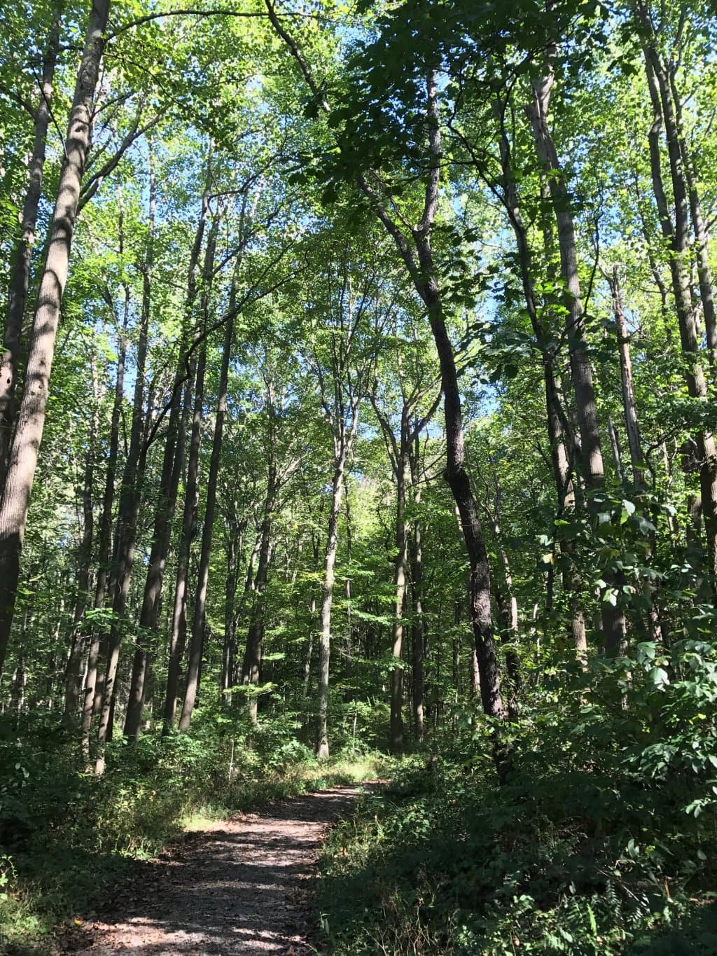 Boyd Big Tree Preserve