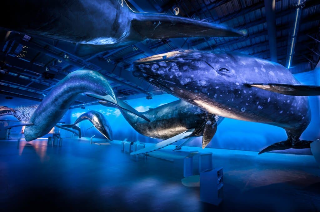 Whales of Iceland