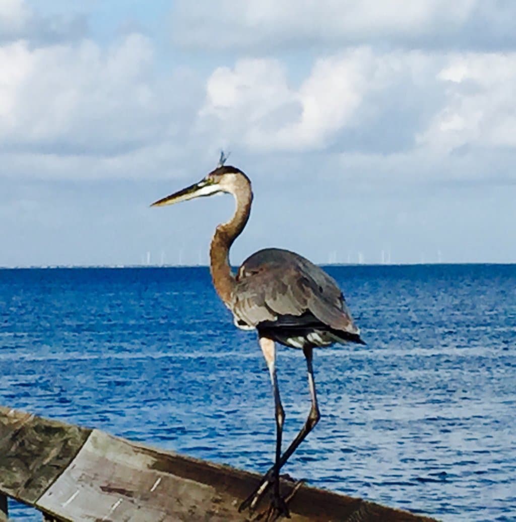Laguna Madre Bayfront Walk Port Isabel