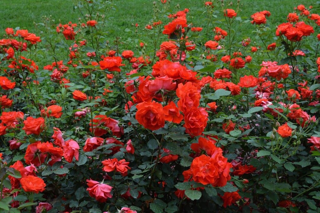 Whetstone Park / Park of Roses