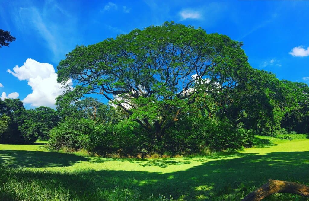 Acharya Jagadish Chandra Bose Indian Botanic Garden