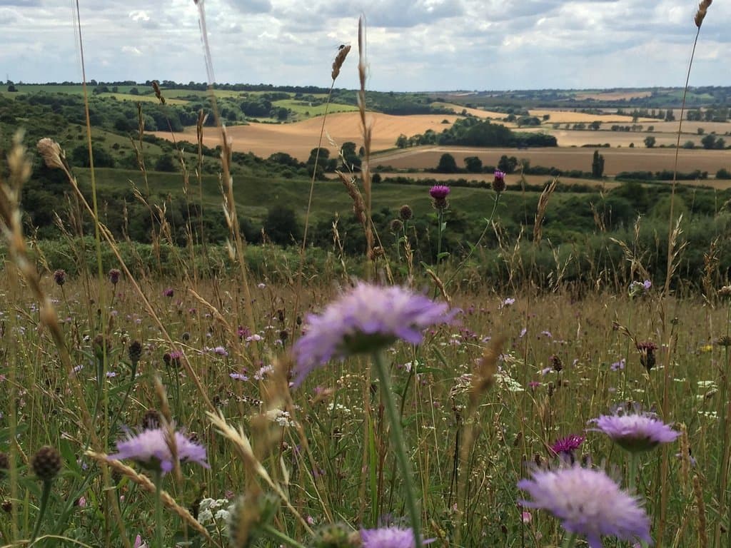 The meadow flowers