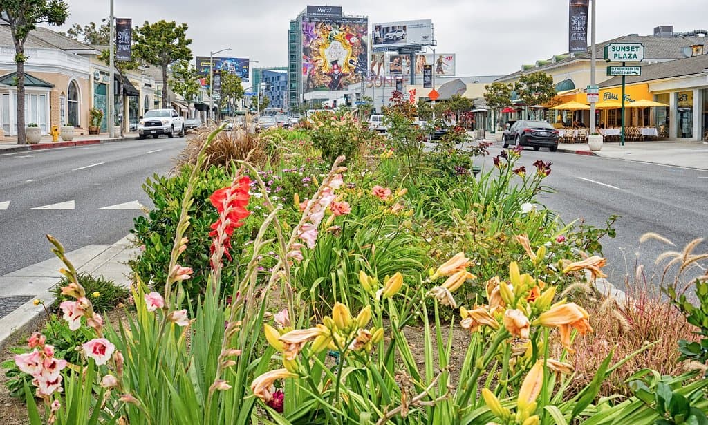 Flowers at Sunset Plaza.