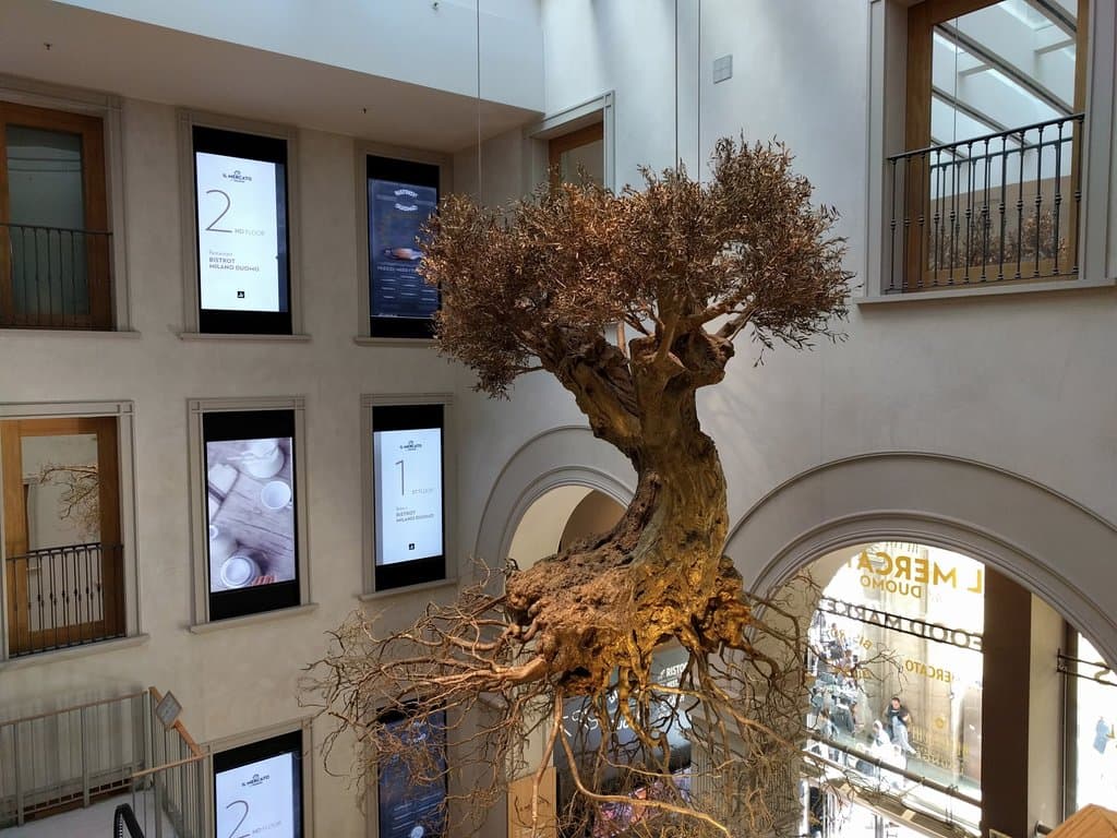 The old olive tree seen from the escalator