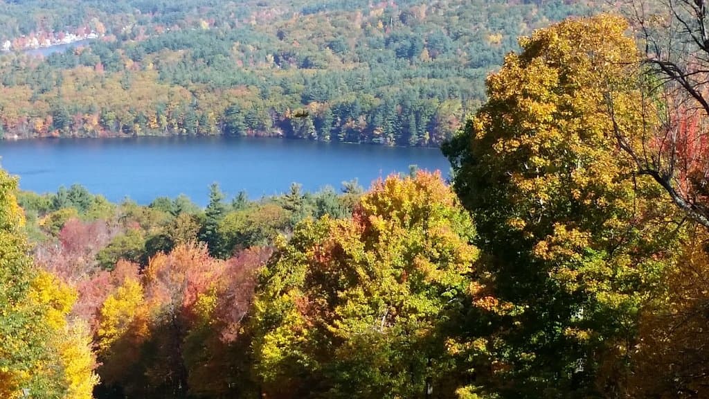 Autumn leaves
