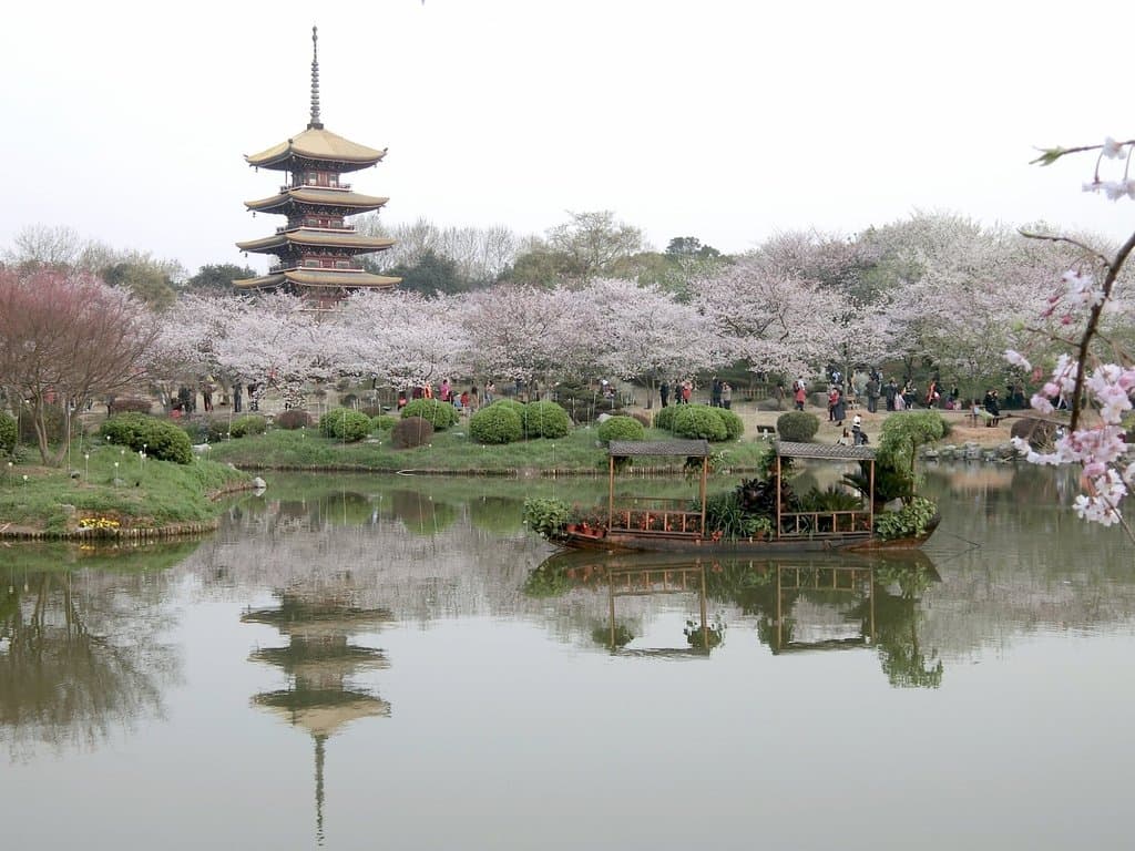 East Lake cherry blossom