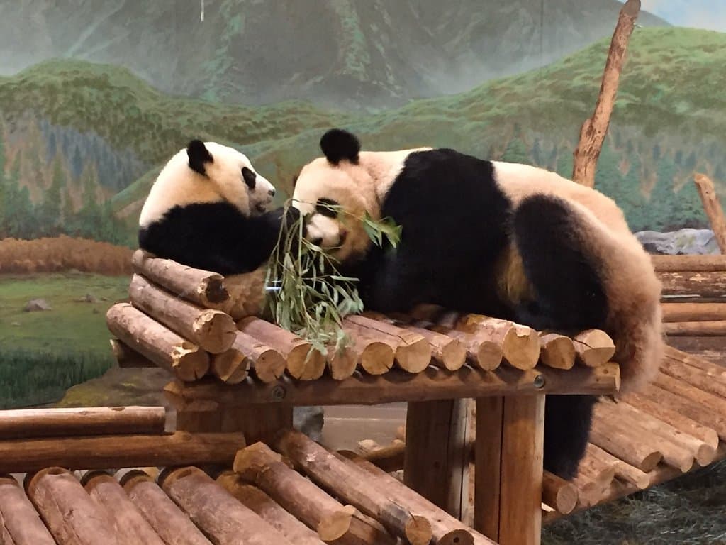 Panda (mãe e filhote)