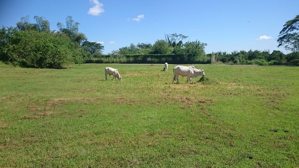 神風西飛行場　牛が草を食べている