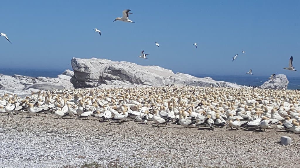 Bird Island