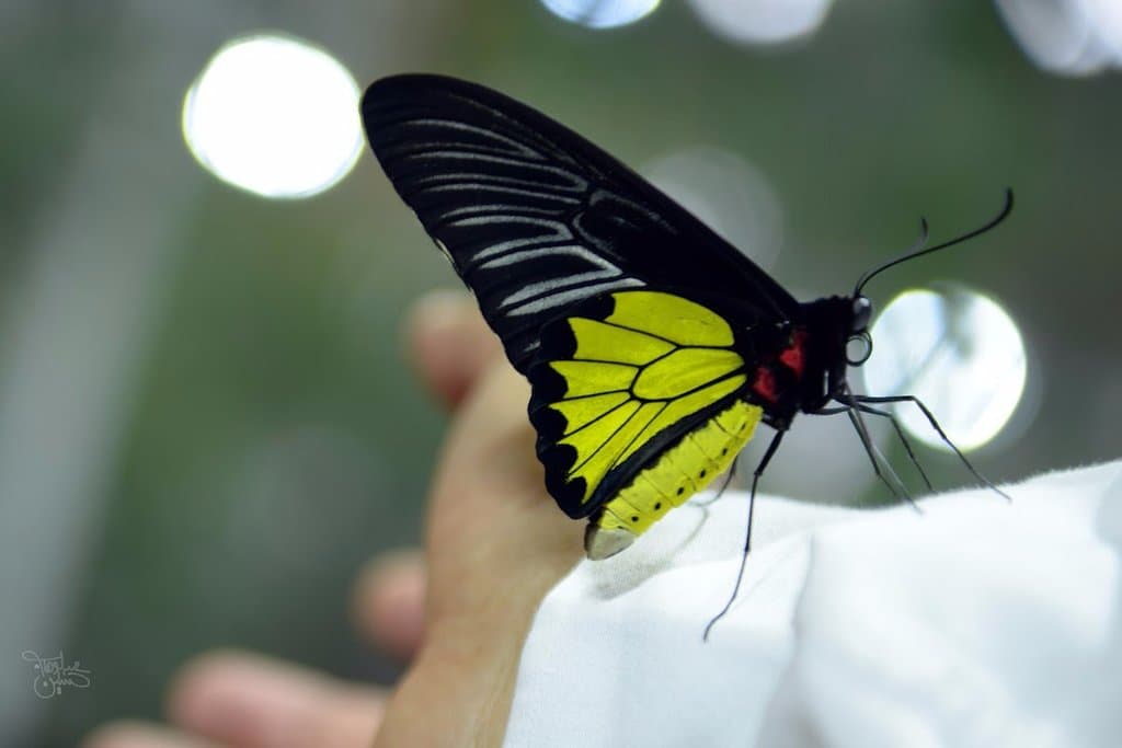 Dubai Butterfly Garden