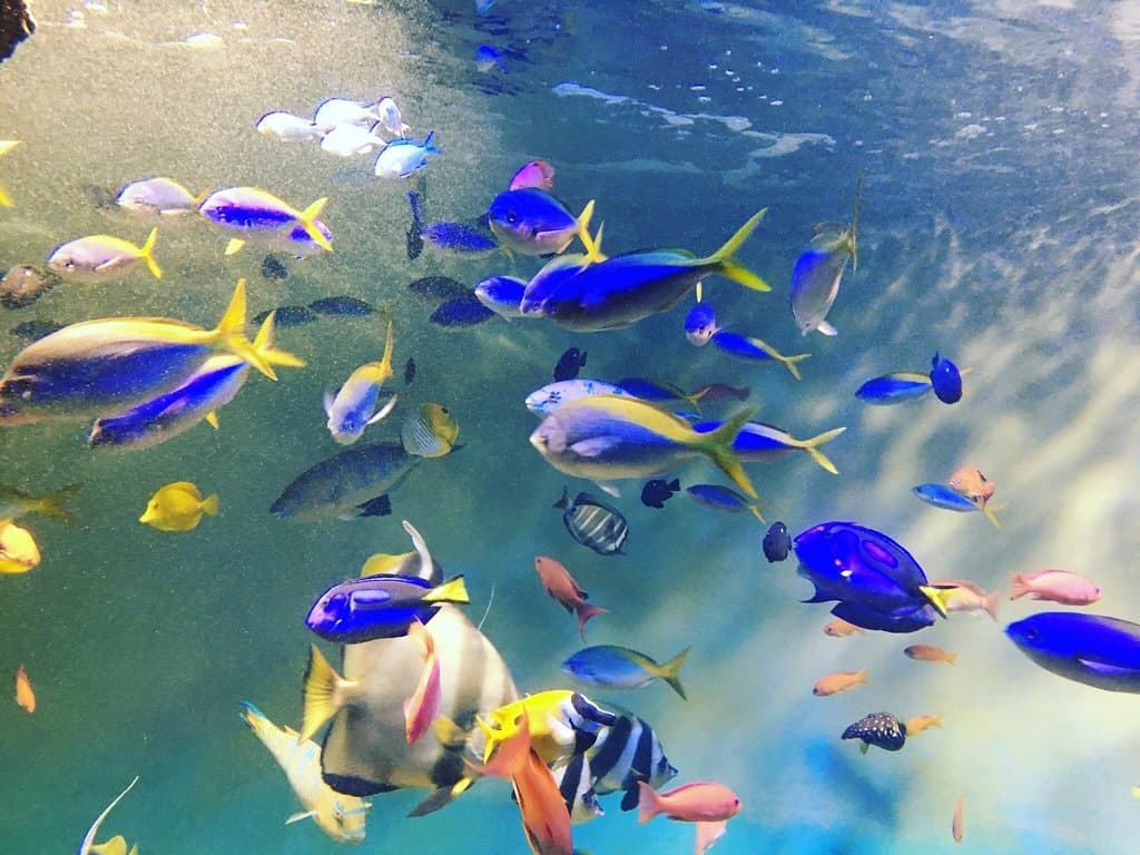 毎年、何の変化もないけど年に一回は顔を出す水族館（笑）なんというか、永遠のマンネリですかね。水槽の水がなんか濁ってるし(^^;)