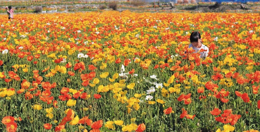 Tateyama Family Park
