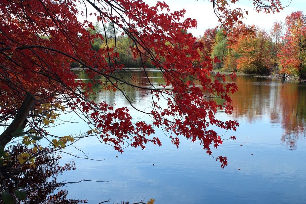 Autumn leaves by the water