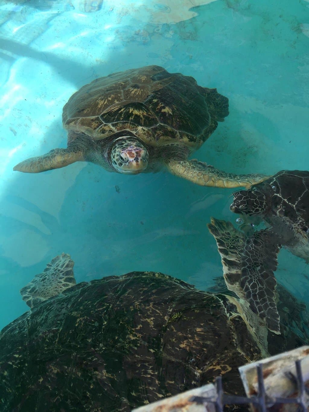 Shibukawa Marine Aquarium