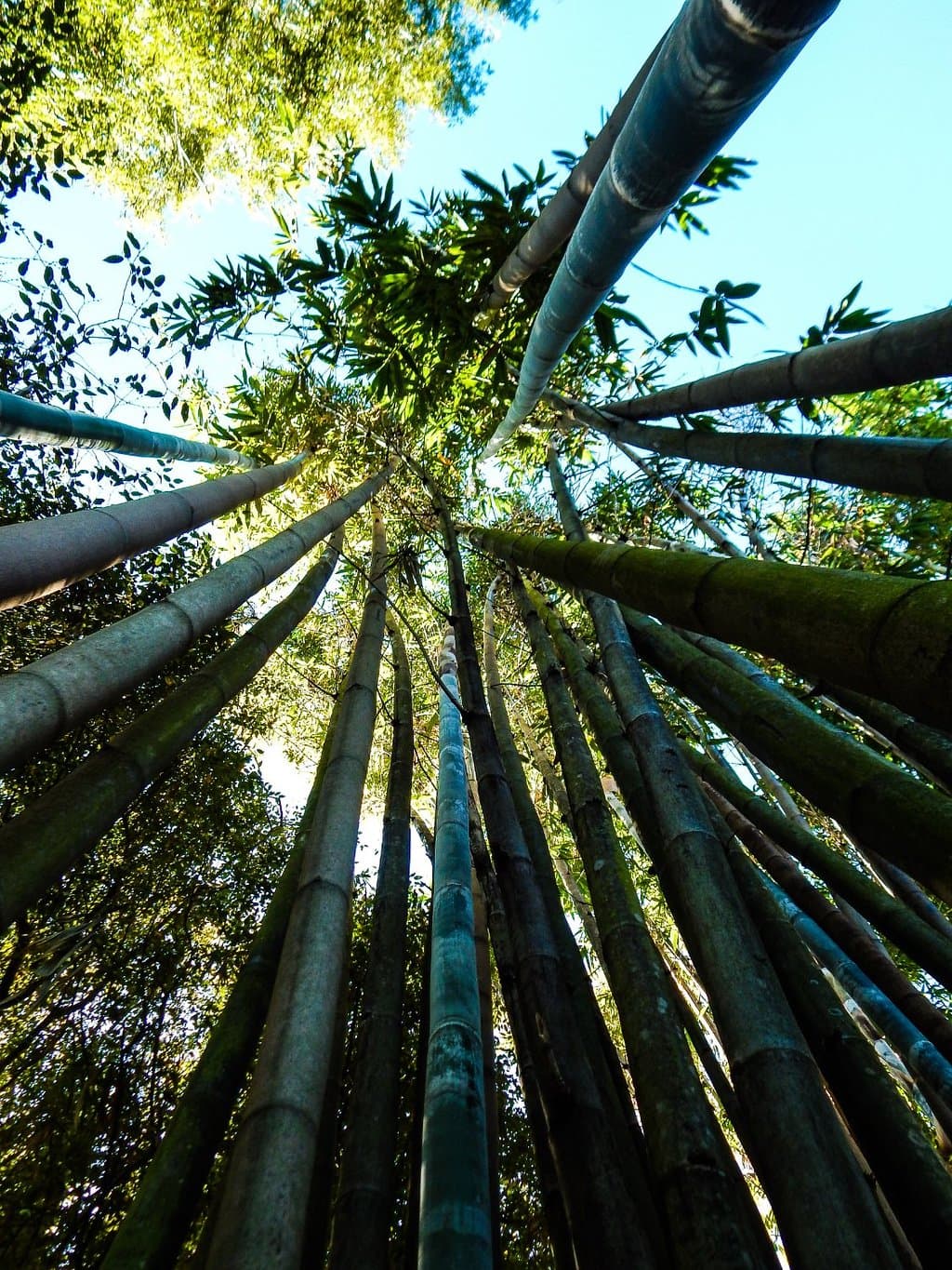 Bamboo