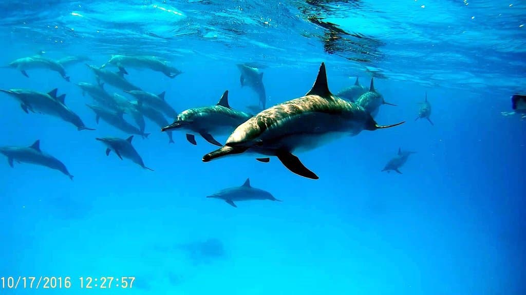 Sataya Reef Marsa Alam