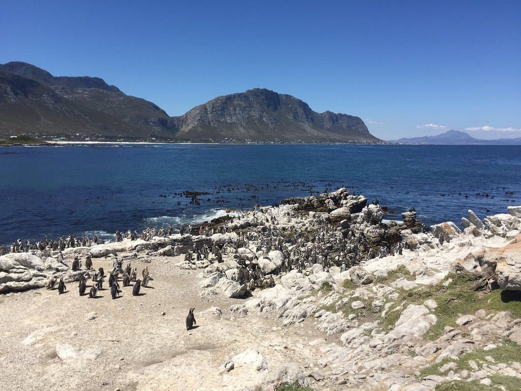 Stony Point Penguin Colony