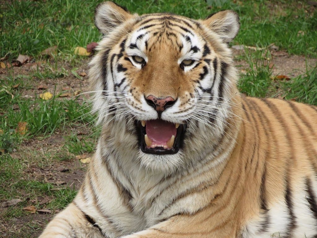 Bengal Tiger