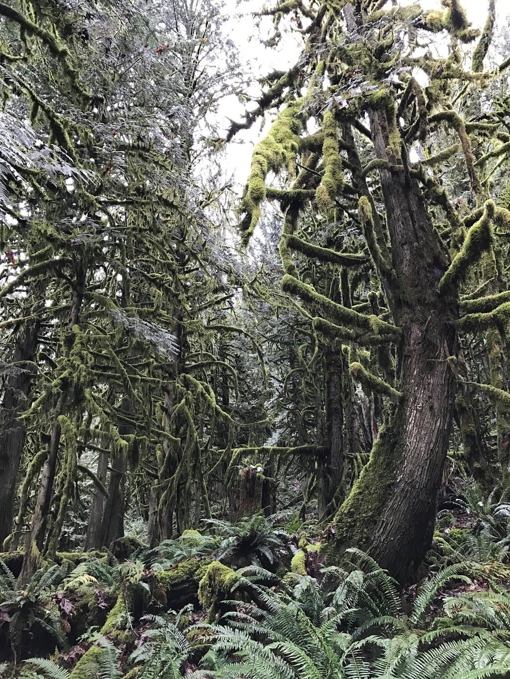 Teapot Hill Trail